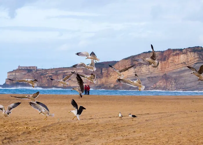 Ferhouse Dreams * Назаре